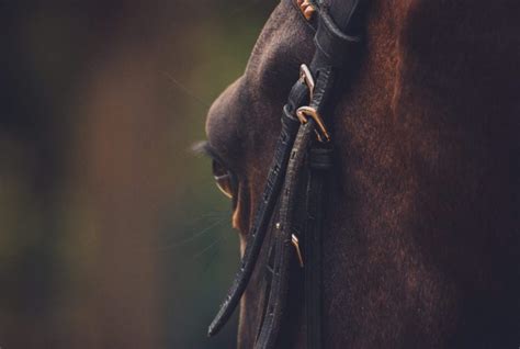 Can horses detect fear?