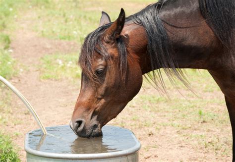 Can horses drink water?