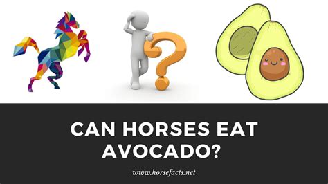 Can horses eat avocados?