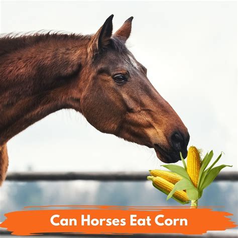 Can horses eat corn?