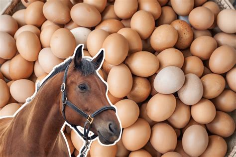 Can horses eat duck eggs?