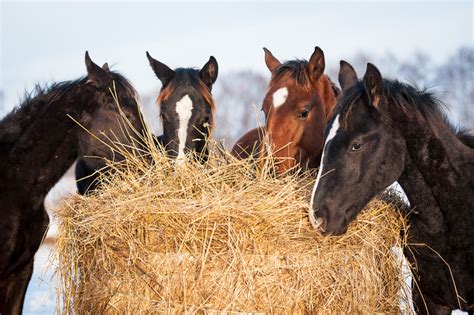 Can horses eat hay with mites?