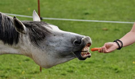 Can horses eat hot dogs?