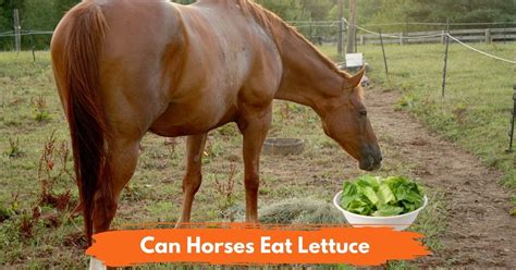 Can horses eat lettuce?