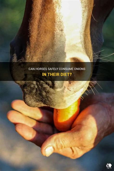 Can horses eat onion?