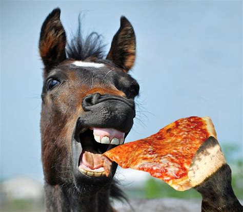 Can horses eat pasta?