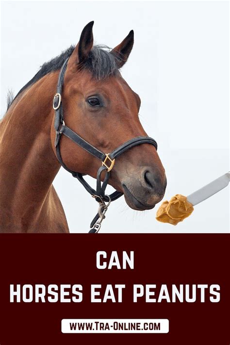 Can horses eat peanuts?