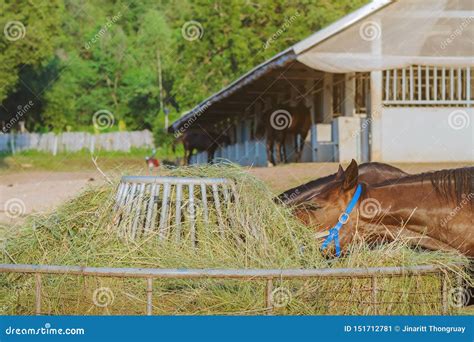 Can horses eat rice?