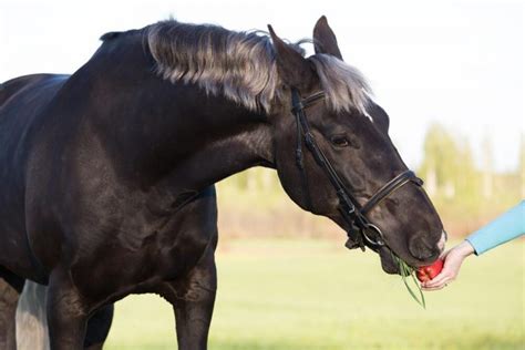 Can horses eat tomatoes?