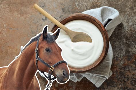Can horses eat yogurt?