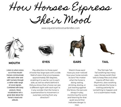 Can horses feel your feelings?