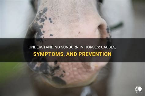 Can horses get sunburned?