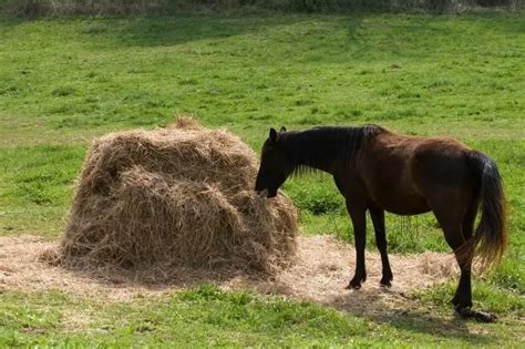 Can horses go a day without food?