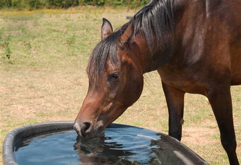 Can horses have alcohol?