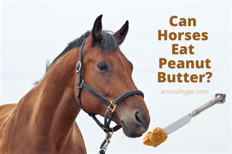 Can horses have peanut butter?