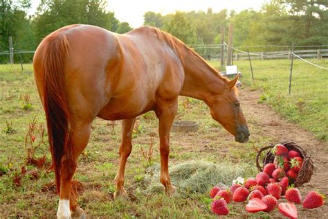 Can horses have pizza?