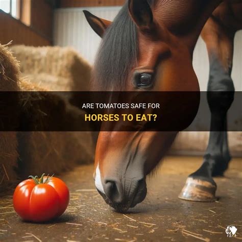 Can horses have tomatoes?