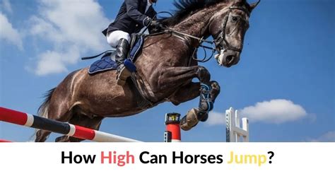 Can horses jump 3 blocks?