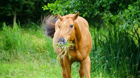 Can horses just eat grass?