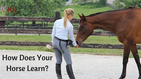 Can horses learn by watching?