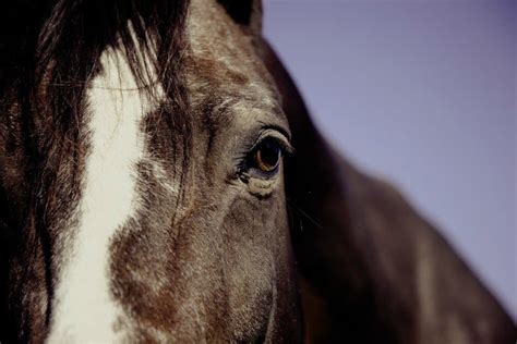 Can horses read human faces?