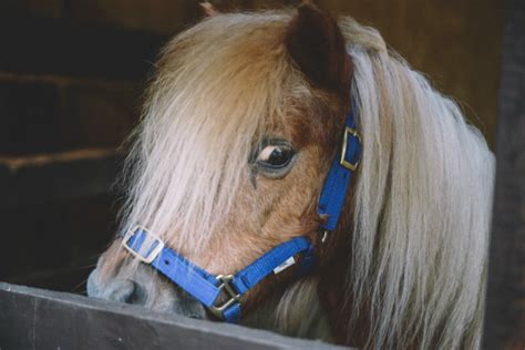 Can horses sense if you're scared of them?