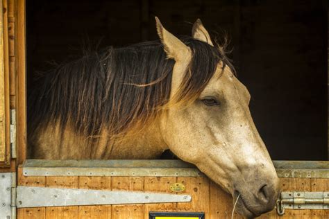 Can horses sense when you are sad?