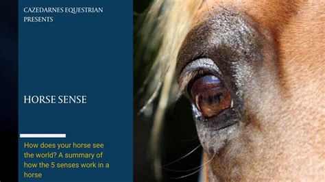 Can horses sense your stress?