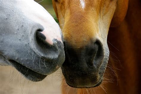 Can horses smell anxiety?