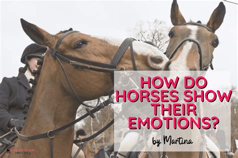 Can horses smell emotions?