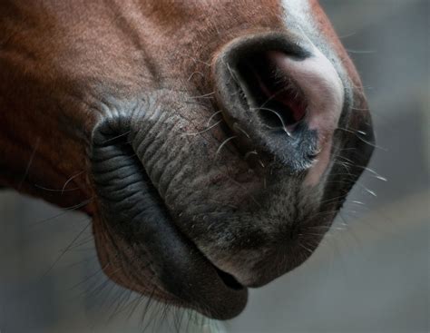 Can horses smell your fear?