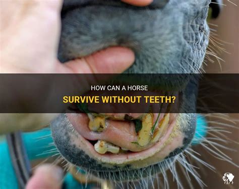 Can horses survive with no teeth?