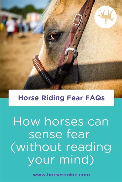 Can horses tell if you're afraid of them?