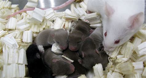 Can human sperm fertilize a rat?