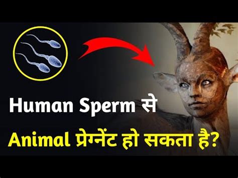 Can human sperm fertilize animals?