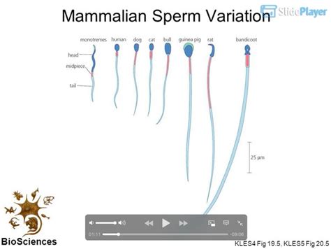 Can human sperm get any animal pregnant?