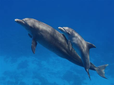 Can humans and dolphins have babies?