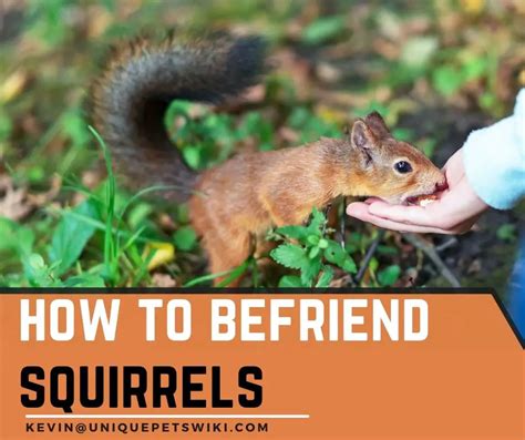 Can humans befriend squirrels?