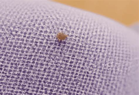 Can humans carry fleas on clothes?