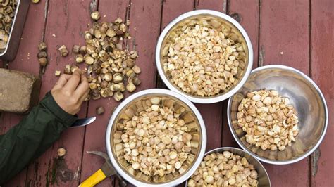 Can humans consume acorns?