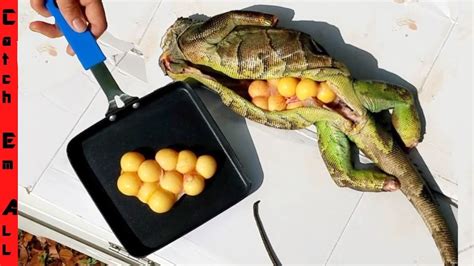 Can humans eat iguana eggs?