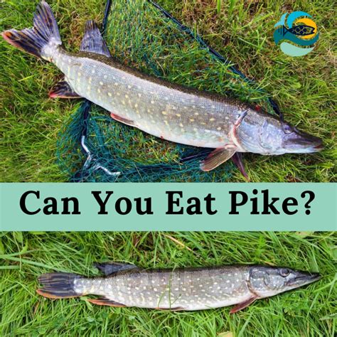 Can humans eat pike?