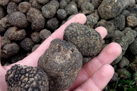 Can humans find truffles?