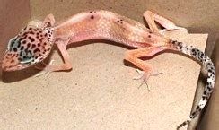 Can humans get cryptosporidiosis from leopard geckos?