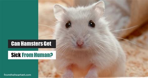 Can humans get diseases from hamsters?