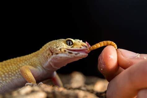 Can humans get parasites from geckos?
