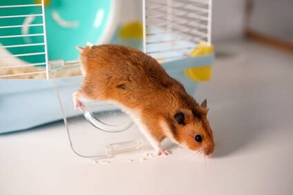 Can humans get parasites from hamsters?