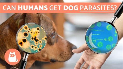 Can humans get parasites from pets?