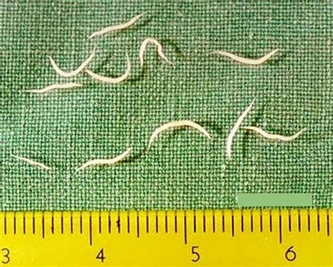 Can humans get pinworms from reptiles?