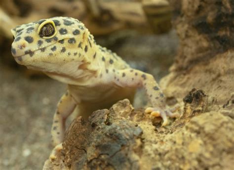 Can humans get sick from geckos?
